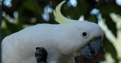 Parrot, Sulphur-Crested Cockatoo (Cacatua galerita) Bicker Over Food Clip1238