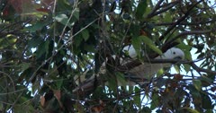 Parrot, Sulphur-Crested Cockatoo (Cacatua galerita) Climbing On The Tree Clip1219