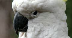 Parrot, Sulphur-Crested Cockatoo (Cacatua galerita) Close-Up Clip1308