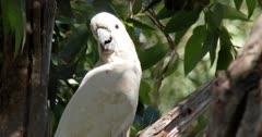 Parrot, Sulphur-Crested Cockatoo (Cacatua galerita) Looking Around Clip1293