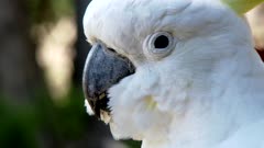 Parrot Sulphur-Crested Cockatoo 