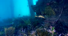Weedy Seadragon (Phyllopteryx taeniolatus) Swims Under The Pier, Wide Shot Clip7842