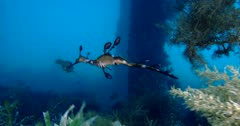 Weedy Seadragon (Phyllopteryx taeniolatus) Swims Under The Jetty, Tracking Shot Clip9510