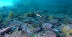 Weedy Seadragon (Phyllopteryx taeniolatus) Swims Under The Jetty, Tracking Shot Clip9551