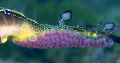 Weedy Seadragon (Phyllopteryx taeniolatus) With Eggs, Detail, Extreme Close Up Clip0414