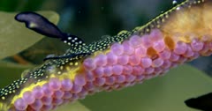 Weedy Seadragon (Phyllopteryx taeniolatus) With Eggs, Detail, Extreme Close Up Clip0463
