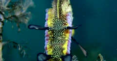 Weedy Seadragon (Phyllopteryx taeniolatus) With Eggs, Detail, Extreme Close Up Clip04639