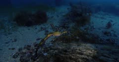 Weedy Seadragon (Phyllopteryx taeniolatus) With Eggs, Swims Among The Seaweed, Tracking Shot Clip9625