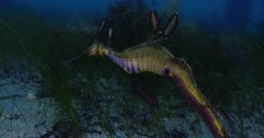 Weedy Seadragon (Phyllopteryx taeniolatus) With Eggs, Swims Among The Seaweed, Tracking Shot Clip9626