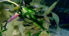 Weedy Seadragon (Phyllopteryx taeniolatus) With Eggs, Swims Among The Seaweeds, Full Shot Clip0459