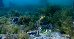 Weedy Seadragon (Phyllopteryx taeniolatus) With Eggs, Swims Among The Seaweeds, Tracking Shot Clip04425