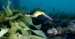 Weedy Seadragon (Phyllopteryx taeniolatus) With Eggs, Swims Among The Kelp, Tracking Shot Clip0457