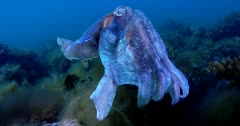 Giant Cuttlefish Aggregation