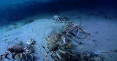 Spider Crabs Aggregation (Leptomithrax gaimardii) Crabs An Flounder, Dollying, Exits Frame Shot Clip6561
