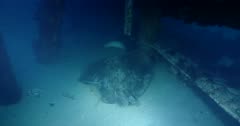 Predator - Smooth Stingray (Bathytoshia brevicaudata) Swims Under The Jetty With Fishing Net, Wide Shot Clip8627