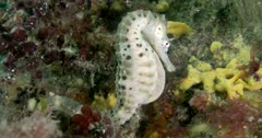 Gray Souther Pot-Belly Seahorse (Hippocampus Blekeri) Swaying, Full Shot Clip0698