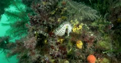 Gray Souther Pot-Belly Seahorse (Hippocampus Blekeri) Wide Shot Clip0698