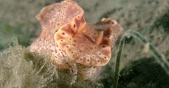 Nudibranch Short-Tailed (Ceratosoma brevicaudatum) Crawling On Sand, Close Up Clip0789