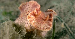 Nudibranch Short-Tailed (Ceratosoma brevicaudatum) Crawling On Sand, Close Up Clip0790
