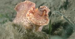 Nudibranch Short-Tailed (Ceratosoma brevicaudatum) Crawling On Sand, Close Up Clip0792