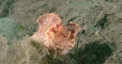 Nudibranch Short-Tailed (Ceratosoma brevicaudatum) Crawling On Seaweed Clip0788