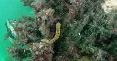 Two Souther Pot-belly Seahorses (Hippocampus Blekeri) Tilt Up Shot Clip0700