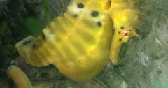 Yellow Souther Pot-Belly Seahorse (Hippocampus blekeri) Close Up Clip0709