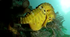 Yellow Southern Pot-Belly Seahorse