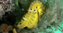 Yellow Souther Pot-Belly Seahorse (Hippocampus blekeri) Full Shot Clip0715
