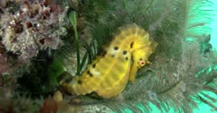 Yellow Souther Pot-Belly Seahorse (Hippocampus blekeri) Full Shot Clip0716