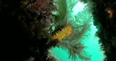 Yellow Souther Pot-Belly Seahorse (Hippocampus blekeri) Wide Shot Clip0707