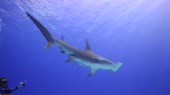 Great Hammerhead Shark Bull Shark