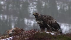 Golden Eagle (Aquila chrysaetos) eating on Red Fox  (Vulpes vulpes) in wintertime