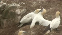 Northern Gannet (Morus bassanus) in fog, couple fighting with intruder of breeding colony.