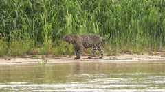 Jaguar (Panthera onca) yawning while hunting along riverbank, in the Pantanal wetlands, Brazil