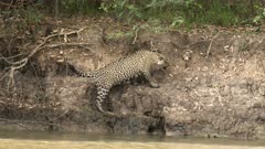 Jaguar (Panthera onca)  jumping up the riverbank , in the Pantanal wetlands, Brazil