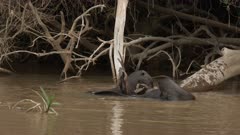 Giant river otter (Pteronura brasiliensis) family cleaning themselves and playing on a branch above the water in the Pantanal wetlands, Brazil.