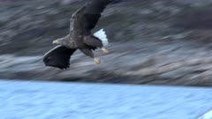 White-tailed Eagle (Haliaeetus albicilla)  catching fish out of the water
