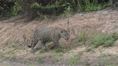 Jaguar (Panthera onca) hunting along riverbank, in the Pantanal wetlands, Brazil
