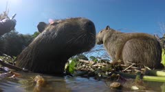 Low angle close-up view of a Capybara family on a floating island of reeds in the Pantanal river, Brazil.