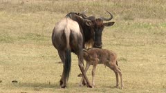 Blue Wildebeest (Connochaetes taurinus)  female with her newborn calf lactating.