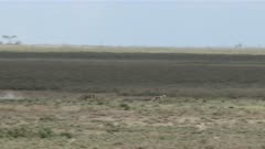 Cheetah (Acinonyx jubatus)  female hunting on Thomsons gazelle