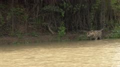 Jaguar (Panthera onca) swimming, hunting along riverbank, in the Pantanal wetlands, Brazil
