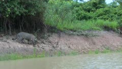 Jaguar (Panthera onca)  stalking on riverbank  looking for prey, in the Pantanal wetlands, Brazil.