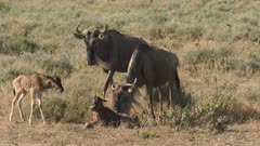 Blue Wildebeest (Connochaetes taurinus)  female with her newborn calf trying to get up, other calf with his mother are coming to watch