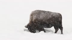 American Bison (Bison bison) bull scraping away snow, grazing in snowcovered field, while snowing heavily, Yellowstone N.P. 