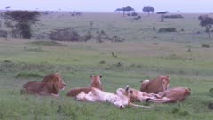 African lion (Panthera leo) pride relaxing together, Masai Mara, Kenya.