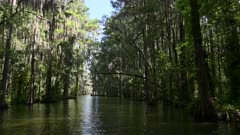 POV of a Calm boat trip through a Cypress forest with Spanish moss hanging down, Florida.