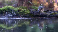 Great tit (Parus major) together bathing in forest pool, splashing droplets around, one leaving the water.
