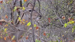 Greater Kudu (Tragelaphus strepsiceros) female nibbling on shrub leaves